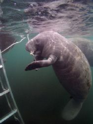 (Straight Up Manatee) Camera olympus c-5050, ikelite hous... by Ray Eccleston 
